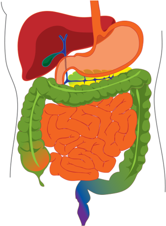 Cover Image - Digestive System Answer Key (609x457)