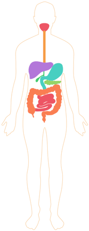 Digestive System Human Body Transparent Png Svg Vector - Illustration (512x512)