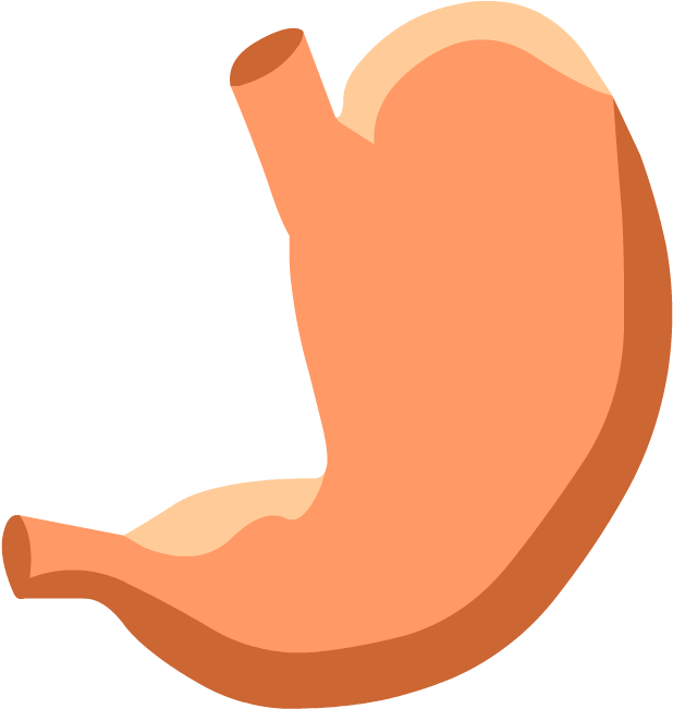 Digestive System - Stomach Diagram Without Labels (880x880)