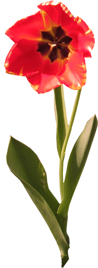 Thestockwarehouse Tulip Clear-cut V2 By Thestockwarehouse - Fire Lily (800x1150)