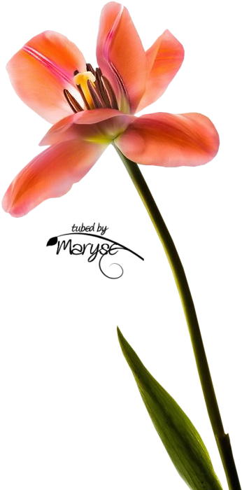 Mr Orange Tulip By Ilene Hertz - Ilene Hertz (468x718)
