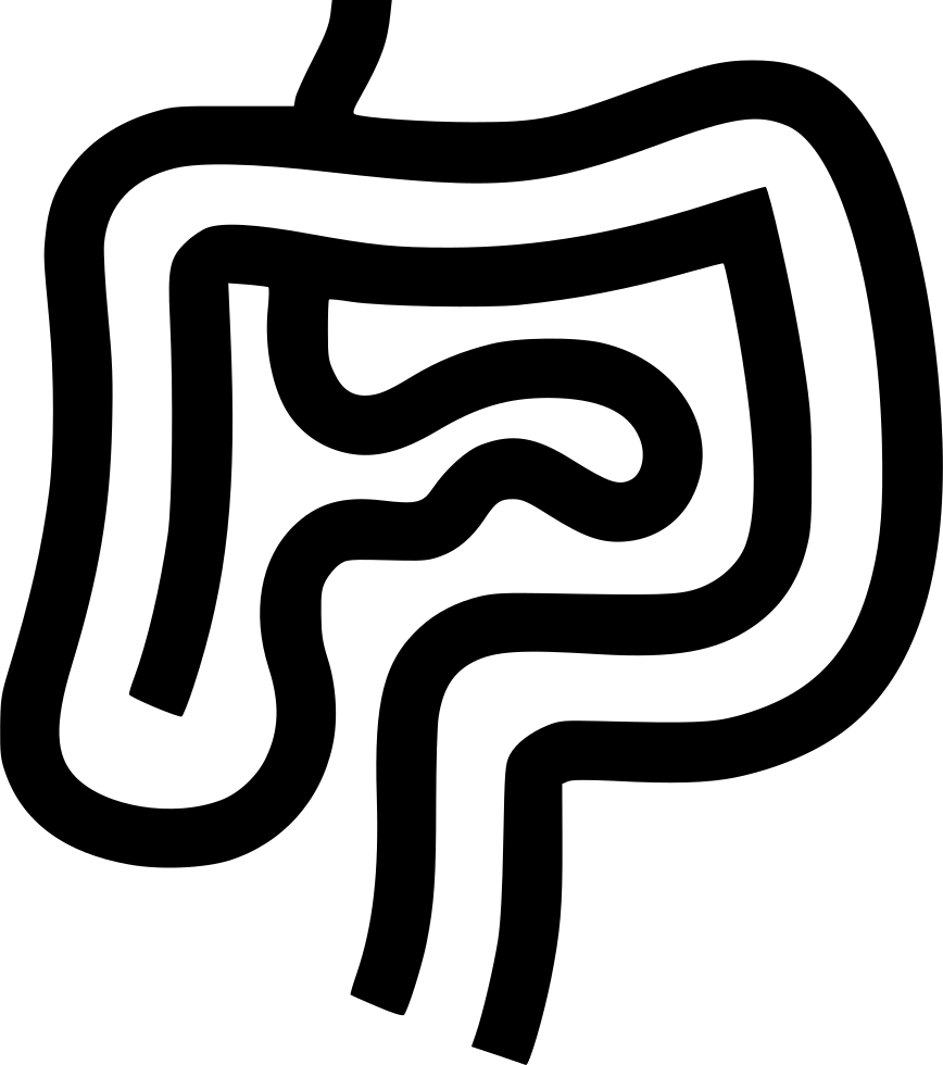 Intestines Digestion Gastroenterology Internal Organs - Organ (868x980)