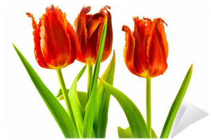 Sprenger's Tulip (400x400)