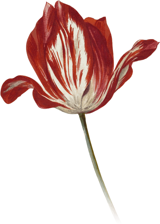 Interactive Storytelling Website - Lily (560x800)