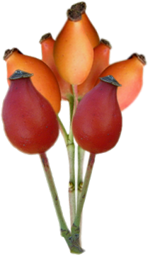 Fruits Aubépine - Tulip (400x400)