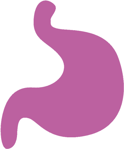Stomach - Illustration (720x720)