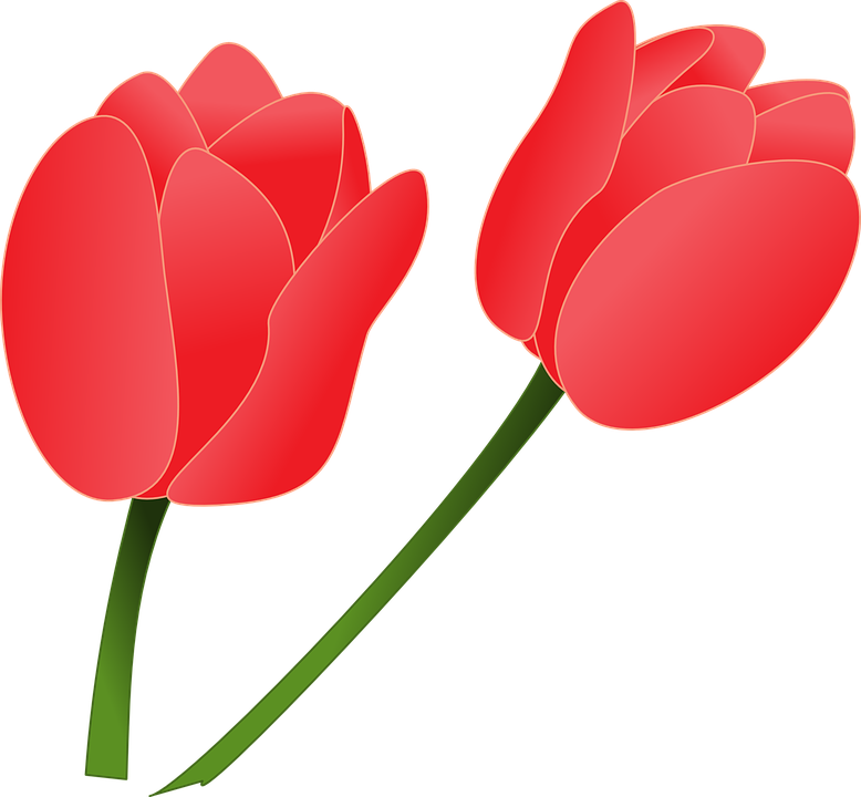 Free Tulip Clipart 14, - Clipart Tulips (778x720)