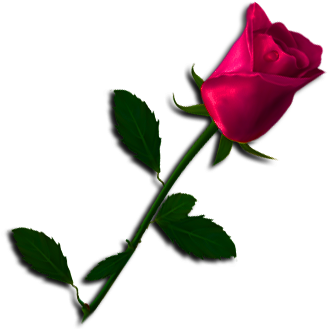 Etiqueta 39667477 76 Etiqueta 39667477 77 Etiqueta - Garden Roses (364x346)