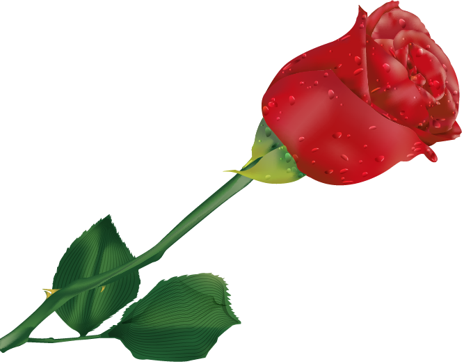 Natali На - Beautiful Single Rose Flower (667x523)