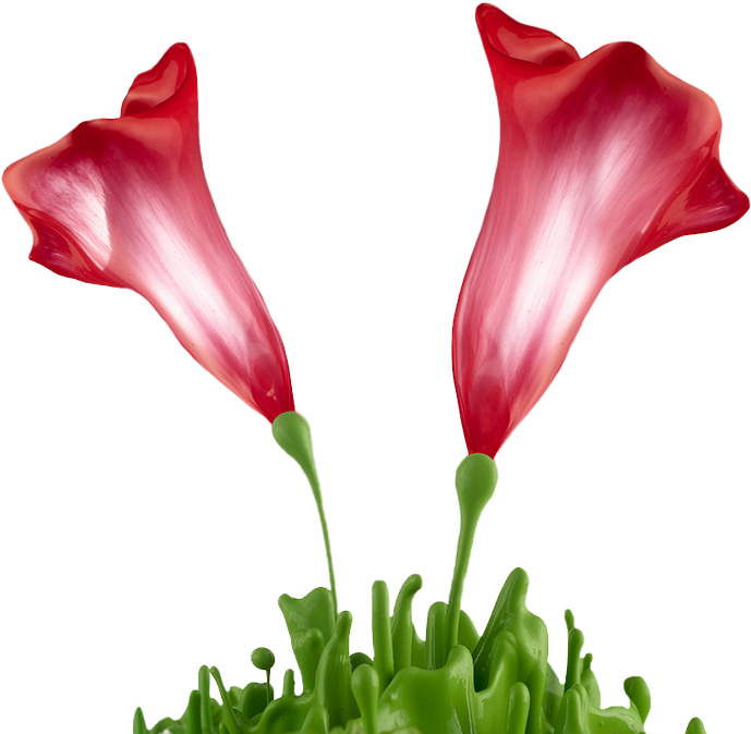 油漆花 - Giant White Arum Lily (1000x1000)