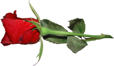 [ Img] - Kırmzı Gül Resimleri (500x306)