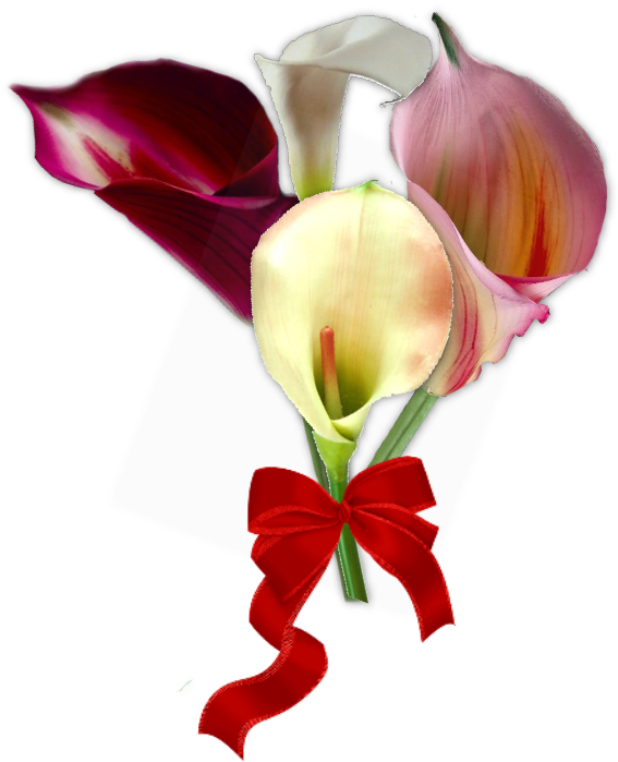 Freebies Fleurs / Flowers - Giant White Arum Lily (721x757)