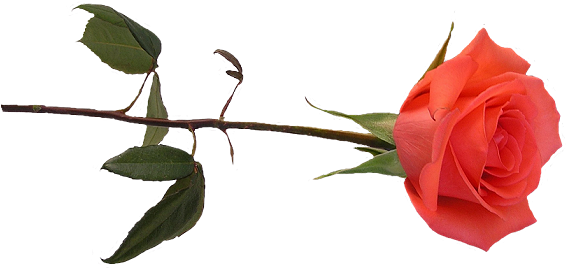 Rose And Butterfly Gifs (579x295)