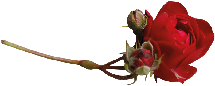 [ Img] - Flower (700x283)