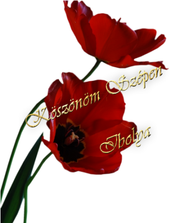 Köszönöm Mindenkinek - - Vie Est Belle Gif (540x450)