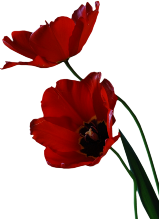 Изображение Для Плейкаста - Anemone (605x800)