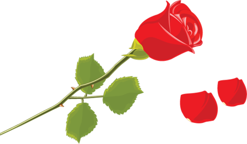 Değişik Modellerde Hazırlanmış Olan Bu Png Gül Resimleri - Rosa Com Caule Png (500x293)