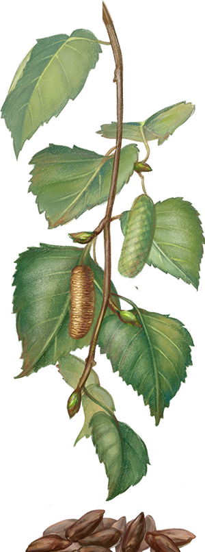 არყის ხის კვირტები - Canoe Birch (300x806)