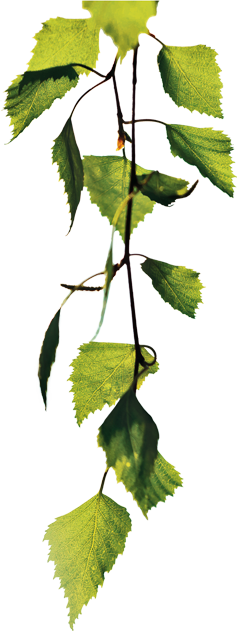 Vuokravälitys - Hop Hornbeam (237x631)