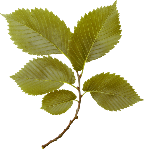 Kmill Branch - Canoe Birch (481x500)