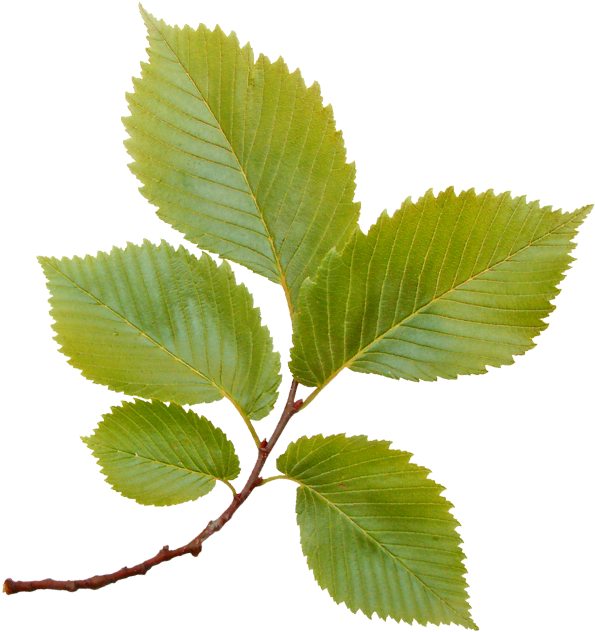 Sweet Birch (670x670)