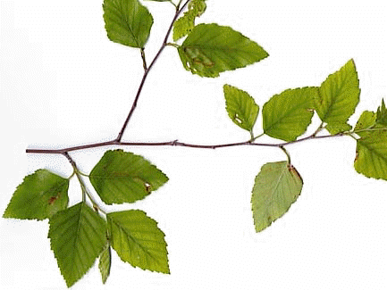 Birchl - - Canoe Birch (433x325)