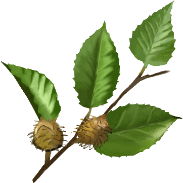 Feuille Hetre (800x600)