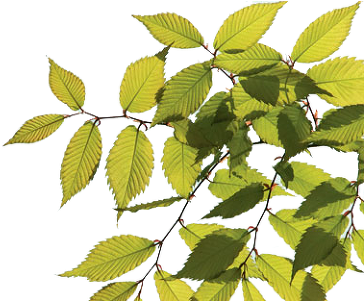 ㅣ - Sweet Birch (400x300)