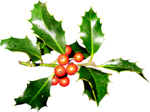 Houx Gui / - American Holly (500x375)