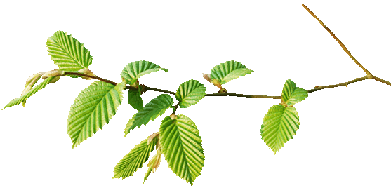 Изображение Для Плейкаста - Ветка Пнг (557x268)