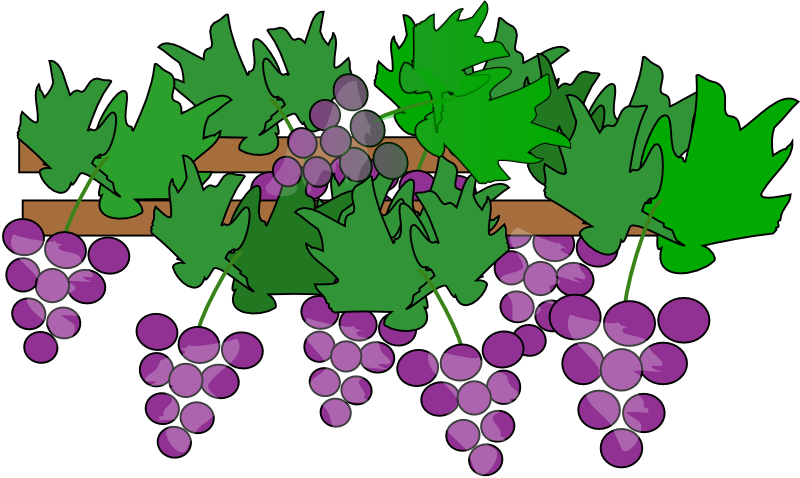 Clipart Grapes And Vines - Grape (800x478)