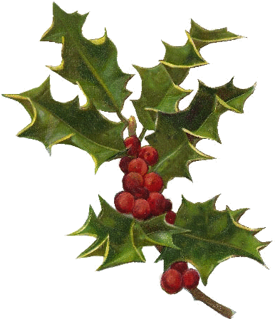Christmas Wishes From Sr Group - Hollyleaf Cherry (394x459)
