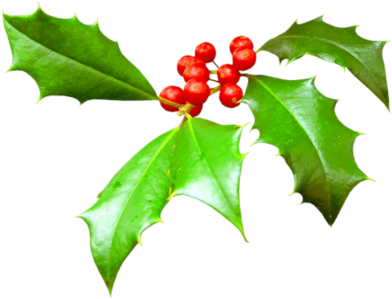 Houx Gui / - American Holly (450x443)