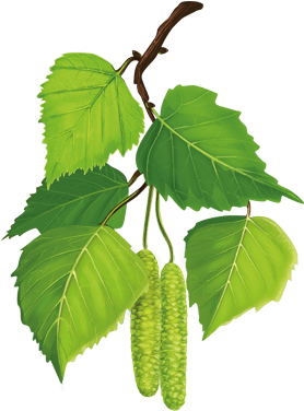 Alanine Transaminase (468x428)