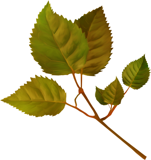 Все Картинки Кликабельны - Ulmus Alata (776x800)