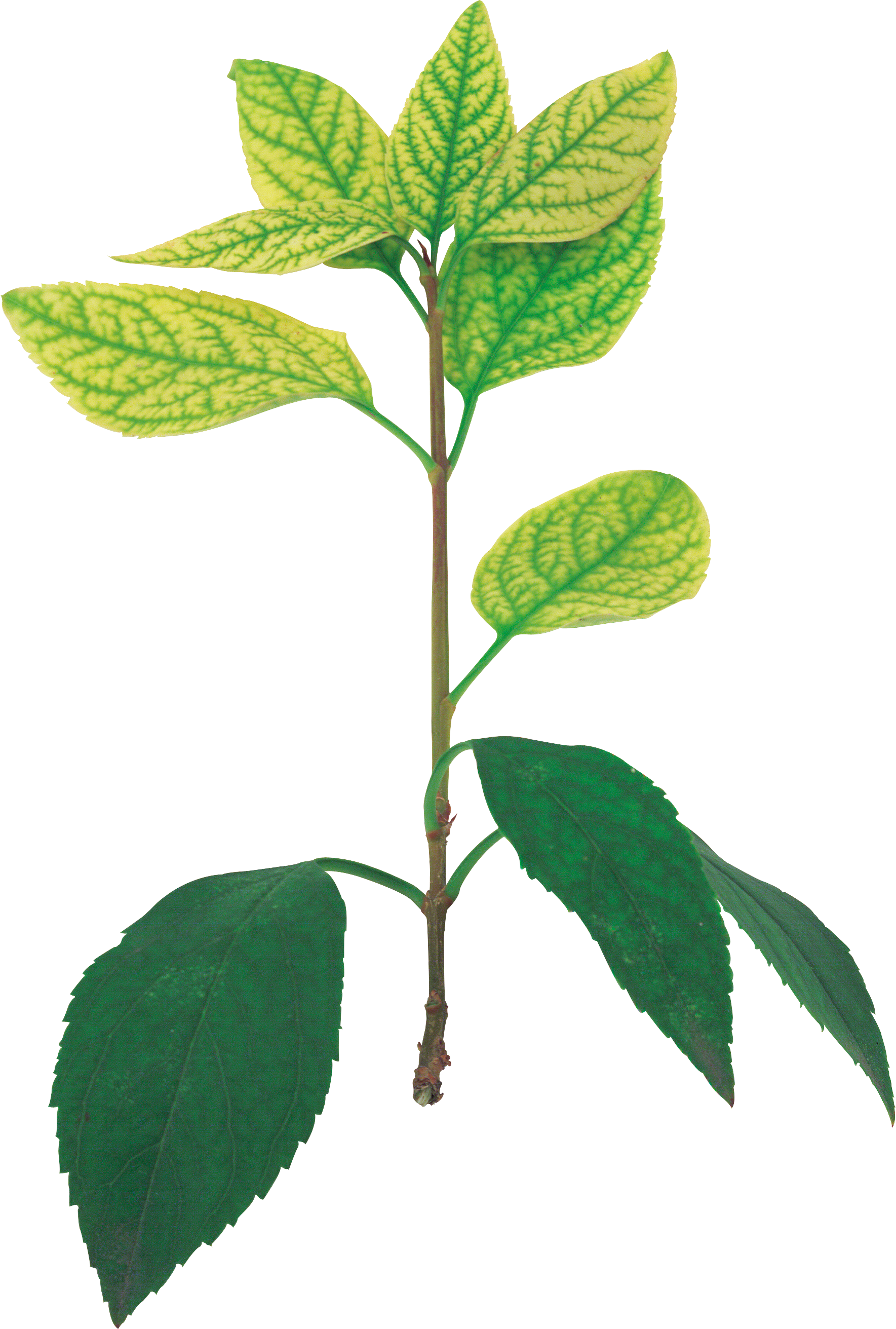 Картинка В Png - Sweet Birch (1769x2623)