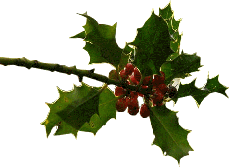 L'année Est Morte, Vive La Nouvelle Année Je Préfère - Hollyleaf Cherry (500x500)