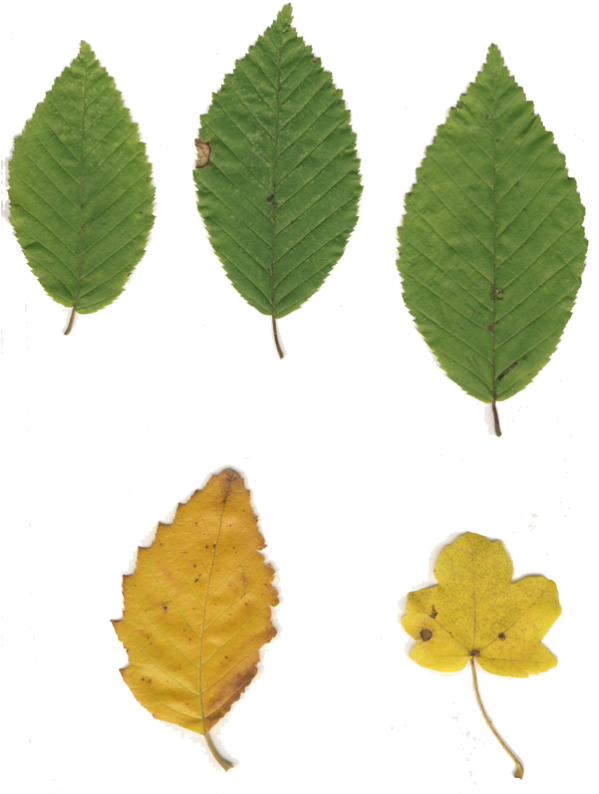 Herbstlaub Herbstlaub Herbstlaub - Sweet Birch (598x800)