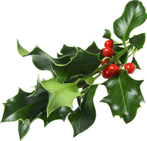 Partager - - Fleur De Gui Noel (500x480)