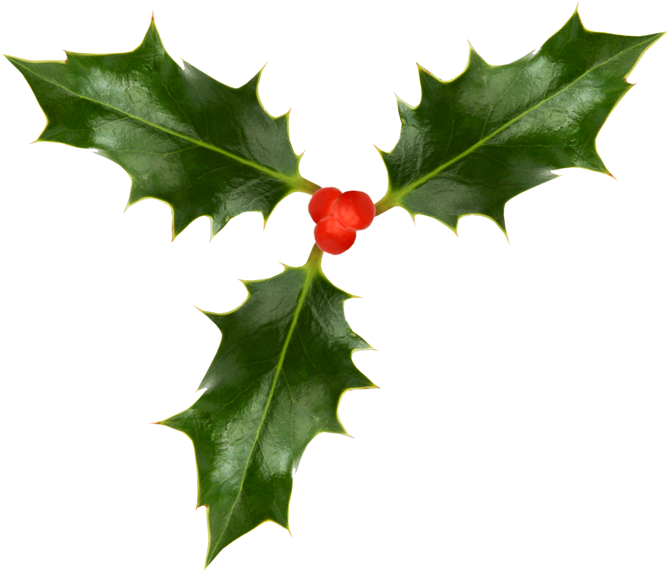 Christmas Holly Images - Christmas Holly (1323x1132)