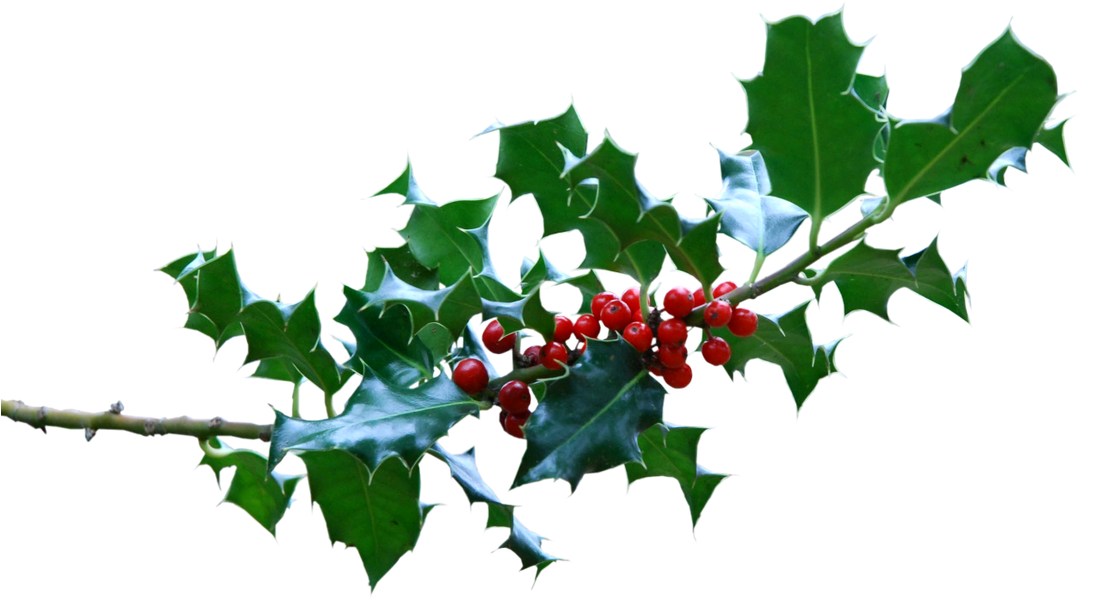 Picture - American Holly (1100x624)