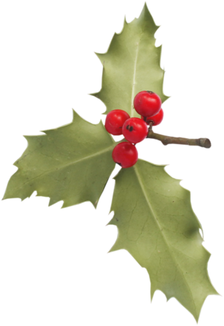 Houx Gui / - Graphical User Interface (450x654)