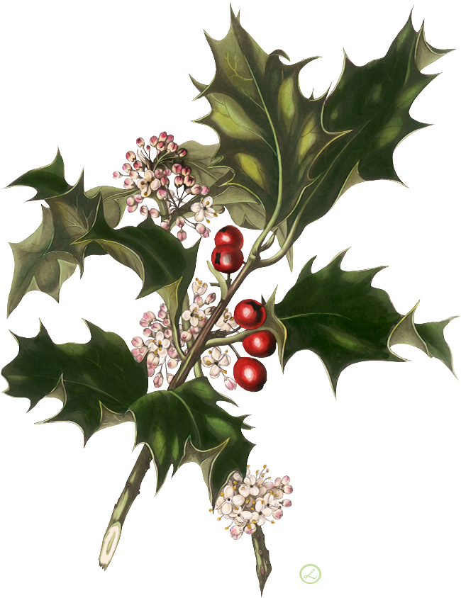 Веточка Остролиста - Christmas Vintage Wedding Invitations (650x844)