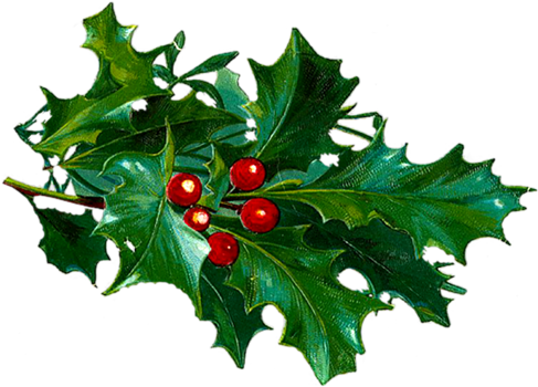 Houx , Gui - Cafepress Christmas Holly 2 84" Curtains (500x364)