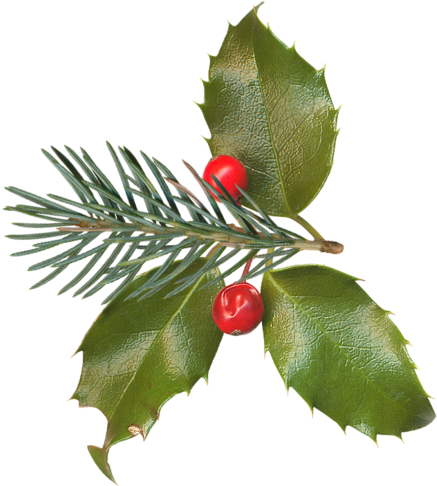 [ Img] - American Holly (473x500)