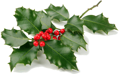 Houx - Gifs Of American Holly (500x334)