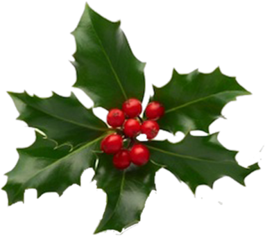 Houx Gui / - Sprigs Of Holly And Berries (450x450)