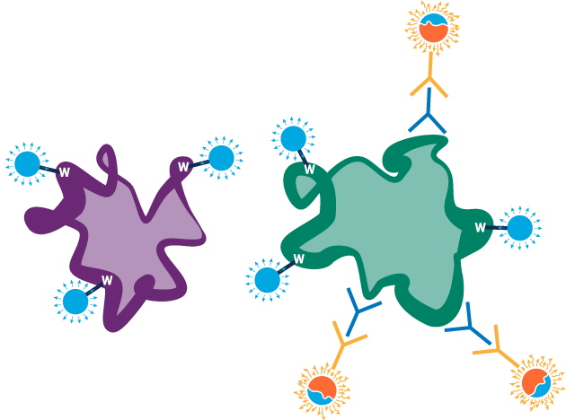 Stain-free Protein Figure - Protein (630x468)