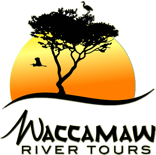 Waccamaw River Tours - Vincent Van Gogh Note Cards (518x517)