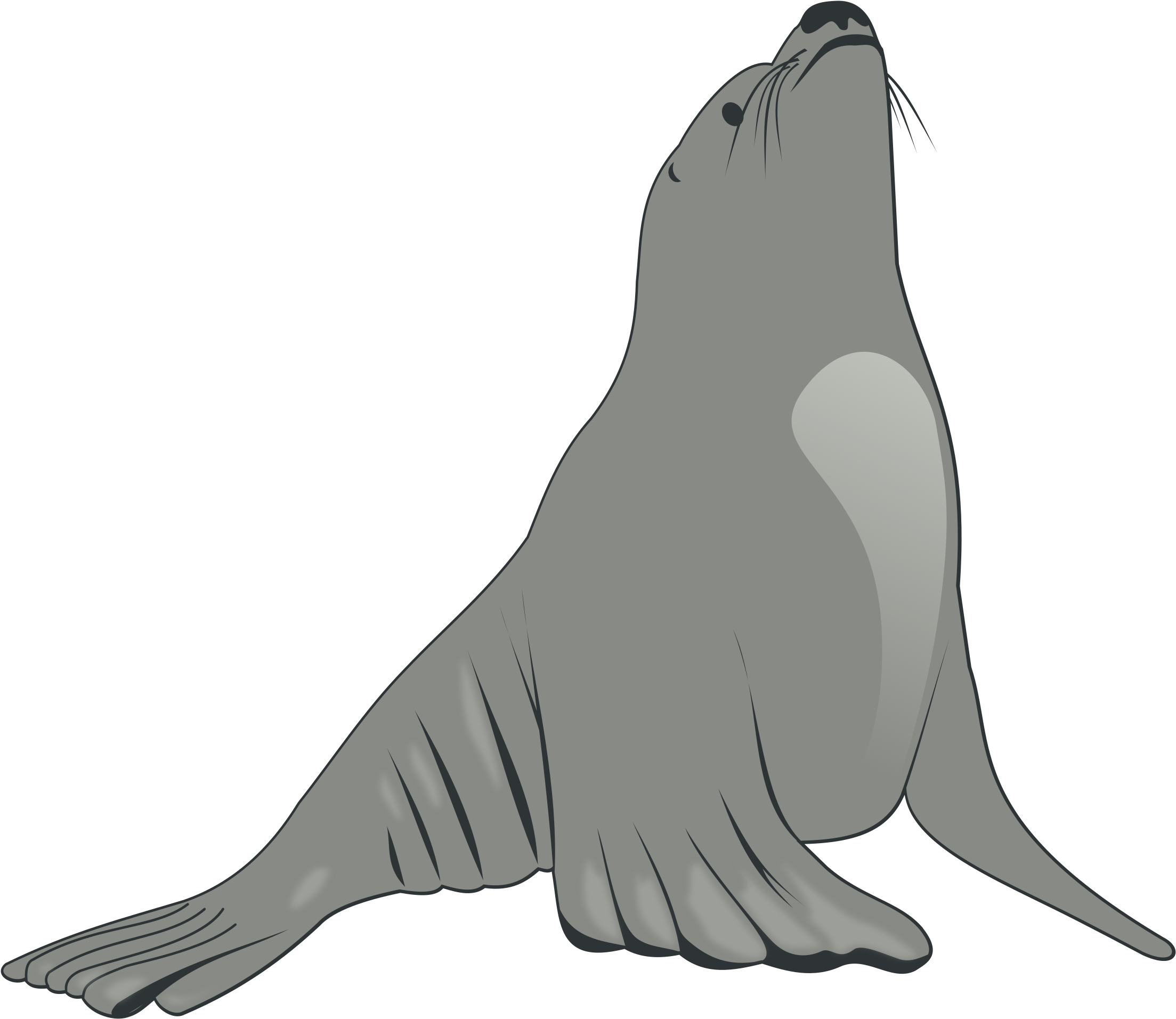 Sea Lion - Grey Sea Lion Shower Curtain (2400x2079)